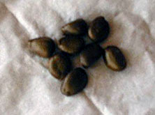 Semillas de chirimoya