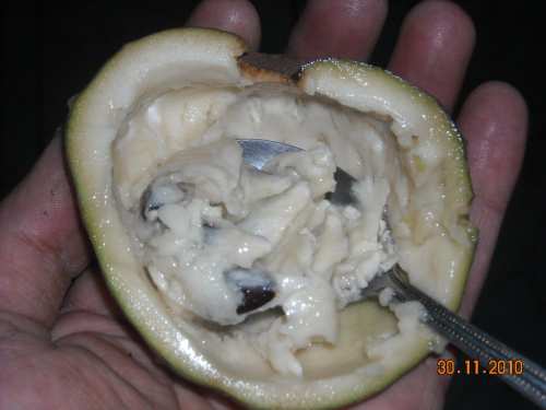 Chirimoya pequeña en mano comida con una cucharilla Chirimoya pequeña en mano comida con una cucharilla