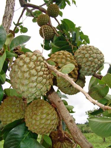 Chirimoya silvestre Chirimoya silvestre