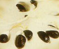 Imagen de unas semillas de chirimoya