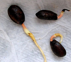 imagen de unas pepitas de chirimoya