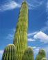 Bonitos cactus chirimoyus de la pradera