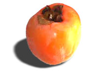 Foto de un guayacano persimón, la fruta de www.persimon.biz